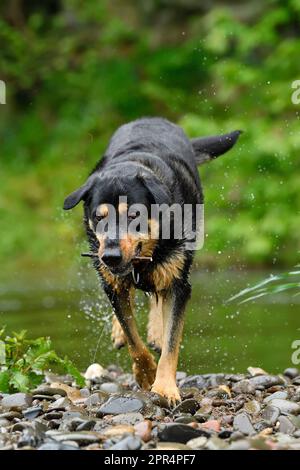 Labrador Rottweiler Cross, spielt in River, Berwickshire, Schottland Stockfoto