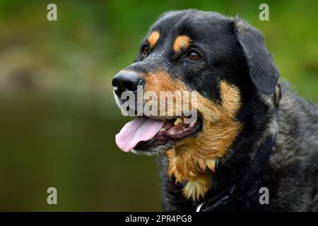 Labrador Rottweiler Cross, Nahaufnahme von Hundekeuchen, Berwickshire, Schottland Stockfoto