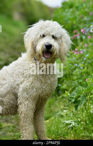 Golden Doodle ( Golden Retiever x Standard Poodle), wartet auf Befehle des Besitzers, während Sie spazieren gehen, Berwickshire, Schottland Stockfoto