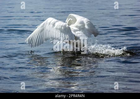 Ein stummer Schwan läuft an einem Frühlingstag über den See. Gewöhnlicher Schwan schwimmt im See. Stockfoto