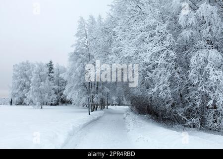 Morgenpromenade in der Umgebung, neu gefallener Schnee, Straßen und schneebedeckte Umgebung. Bedeckt, Tagesanbruch im Dezember – Januar. Stockfoto