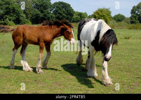 Clydesdale Stute und Fohlen auf dem Feld, Wiltshire, England Stockfoto