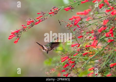 Winziger Kolibri aus Coquette, der in einem Busch roter Antigua Heath-Blumen fliegt. Stockfoto