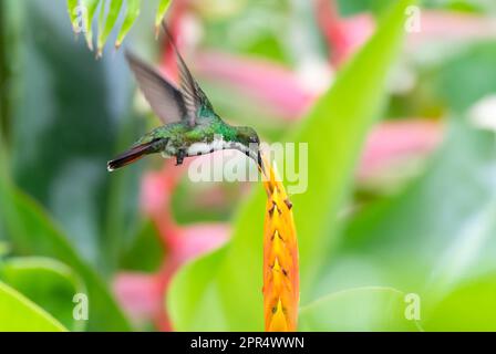 Schwarzkehlkopf-Kolibri, Anthracothorax nigricollis, ernähren sich von einer exotischen orangefarbenen Espiscopalis Heliconia-Blume. Stockfoto