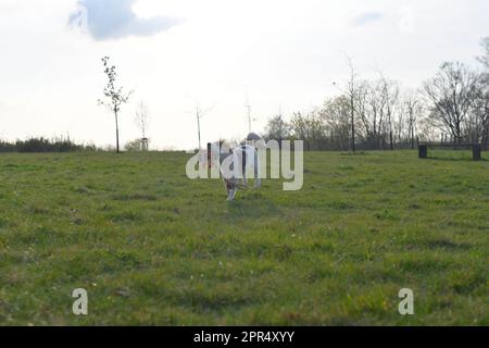 Süßes Beagle-Hündchen mit Hundespielzeug-Seil. Ein Hund, der auf der Wiese rennt. Spielerisches Hündchen mit Hundespielzeug. Stockfoto