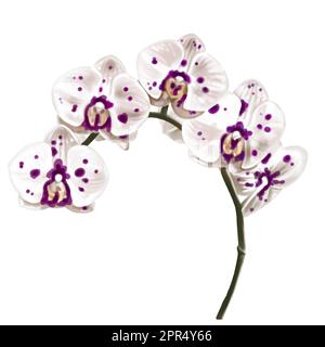 Aquarelldarstellung der Phalaenopsis Orchidee. Realistische bunte Blume Stockfoto