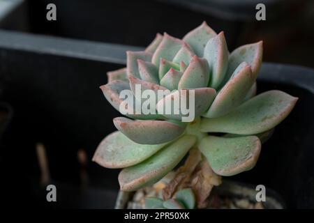 Die Echeveria Succulent (Rosettensaft), Kakteen in einem schwarzen Topf auf braunem Hintergrund. Selektiver Fokus. Stockfoto