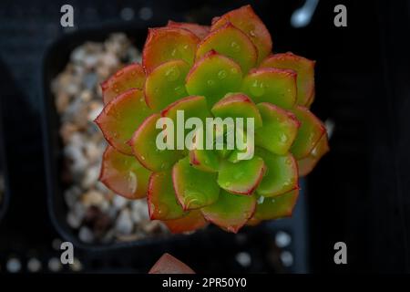 Die Echeveria Succulent (Rosettensaft), Kakteen in einem schwarzen Topf auf braunem Hintergrund. Selektiver Fokus. Stockfoto