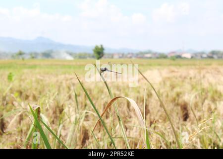 Grüne Libelle (Aeshna cyanea) sitzt an der Spitze welkender grüner Reisblätter in Reisfeldern Stockfoto