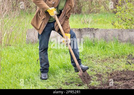 Ein Gärtner gräbt ein mit grünem Gras überwuchertes Bett mit einer Schaufel im Garten aus, um im Frühling zu säen. Stockfoto