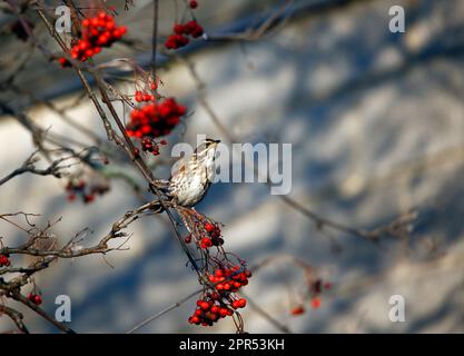 Die Redwings schmecken mit Winterbeeren Stockfoto