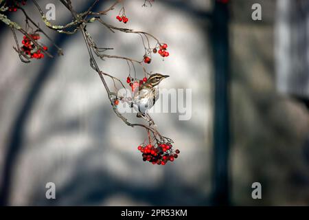 Die Redwings schmecken mit Winterbeeren Stockfoto