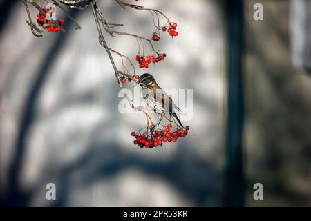 Die Redwings schmecken mit Winterbeeren Stockfoto