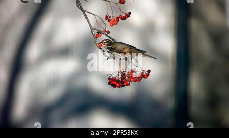 Die Redwings schmecken mit Winterbeeren Stockfoto