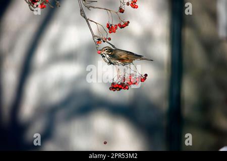 Die Redwings schmecken mit Winterbeeren Stockfoto