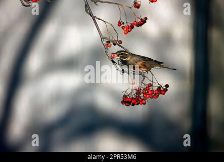 Die Redwings schmecken mit Winterbeeren Stockfoto