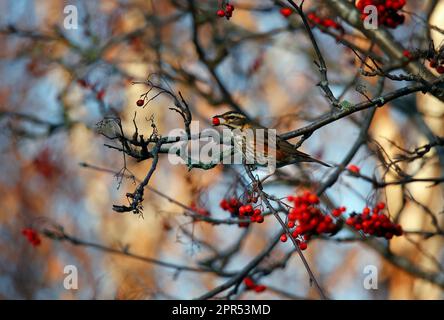 Die Redwings schmecken mit Winterbeeren Stockfoto