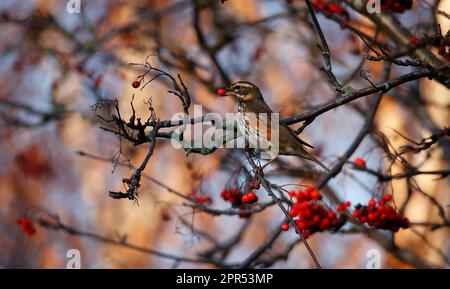 Die Redwings schmecken mit Winterbeeren Stockfoto