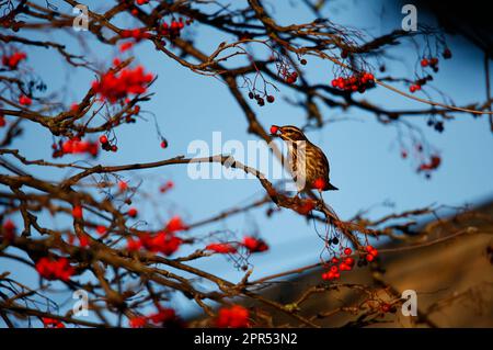 Die Redwings schmecken mit Winterbeeren Stockfoto