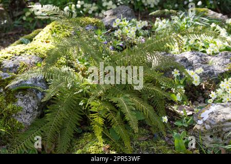 Frühlingsszene von wilden Primrosen, primula vulgaris und Soft Shield fern Polystichum setiferum (Divisilobum Group) im schattigen britischen Garten April Stockfoto