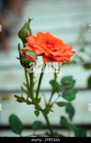 Nahaufnahme der wunderschönen orangefarbenen Feenblumen oder der Pygmy Rose im Garten mit Morgenlicht. Stockfoto