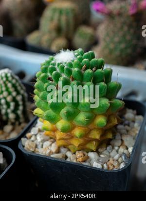 Ein wenig Mammillaria gigantea wächst im schwarzen Plastiktopf, Select Focus. Stockfoto