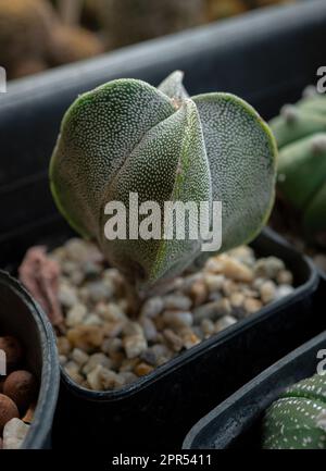 Astrophytum myriostigma „Quadricostatum“, die Pflanze ist länglich rund und hat vier Rippen, die im schwarzen Topf wachsen. Stockfoto