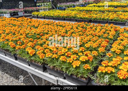 Farbenfrohe Ringelblumen sind im Gewächshaus erhältlich, bereit für die Frühjahrspflanzung. Stockfoto