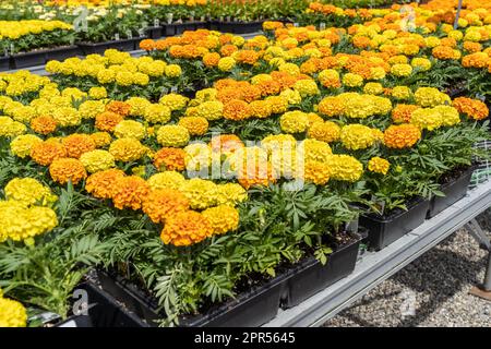 Wunderschöne orange-gelbe Ringelblumen zum Verkauf im Gewächshaus. Stockfoto