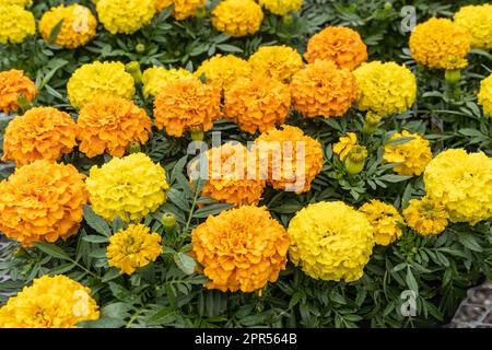 Wunderschöne orange-gelbe Ringelblumen zum Verkauf im Gewächshaus. Stockfoto