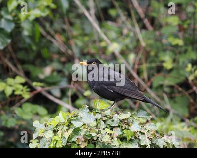 Schwarzvögel sind eine sehr verbreitete Art in den Gärten des Vereinigten Königreichs. Stockfoto