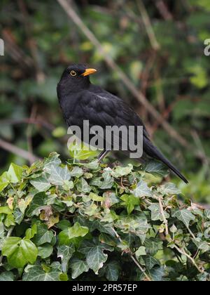 Schwarzvögel sind eine sehr verbreitete Art in den Gärten des Vereinigten Königreichs. Stockfoto