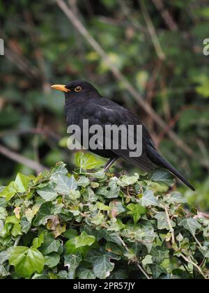 Schwarzvögel sind eine sehr verbreitete Art in den Gärten des Vereinigten Königreichs. Stockfoto