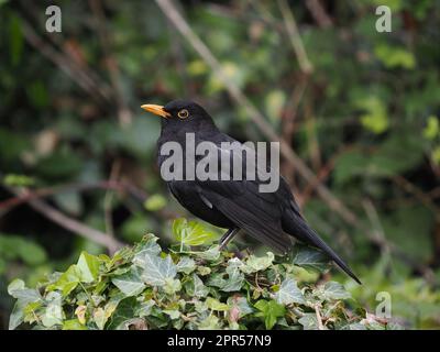 Schwarzvögel sind eine sehr verbreitete Art in den Gärten des Vereinigten Königreichs. Stockfoto