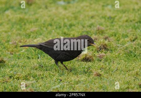 Schwarzvögel sind eine sehr verbreitete Art in den Gärten des Vereinigten Königreichs. Stockfoto