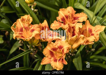 Tageslilien oder Hemerocallis. Tageslilien auf grünem Laubhintergrund im Sommer. Stockfoto