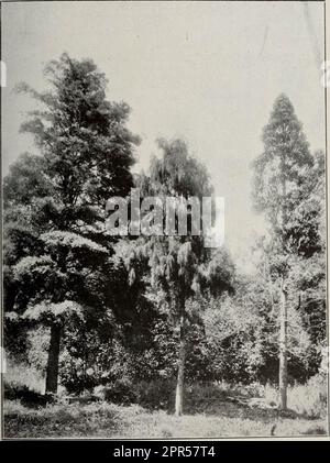 „Transaktionen der Royal Society of New Zealand“ (1905) Stockfoto