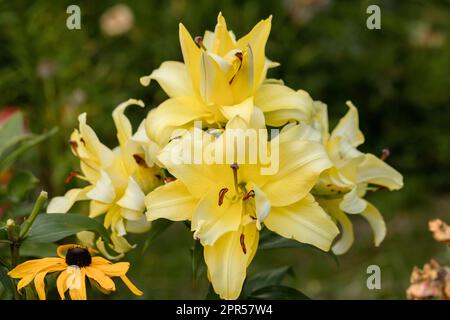 Lily Exotic Sun doppelte gelbe Blumen - OT-Hybrid Stockfoto