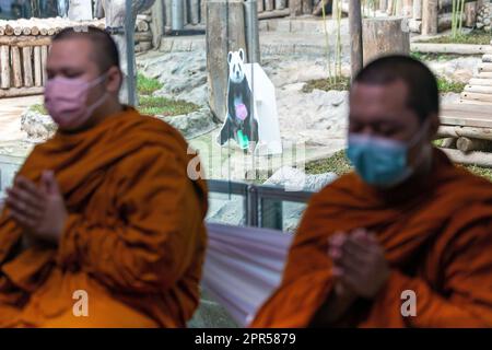 Chiang Mai, Thailand. 26. April 2023. Thailändische buddhistische Mönche beten anlässlich des 7. Todestages von Lin Hui, der weiblichen Riesenpanda, die im Alter von 21 Jahren und 7months Jahren im Zoo von Chiang Mai verstarb. "Lin Hui" ist die weibliche Panda, die eine thailändisch-chinesische Botschafterin des guten Willens ist, die China vor 20 Jahren zusammen mit den männlichen Pandas "Chuang Chuang" im Rahmen von Projekten der Forschungszusammenarbeit und der Erhaltung von Pandas nach Thailand entsandt hat. (Kreditbild: © Pongmanat Tasiri/SOPA Images via ZUMA Press Wire) NUR REDAKTIONELLE VERWENDUNG! Nicht für den kommerziellen GEBRAUCH! Stockfoto