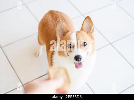 Porträt von Pembroke Welsh Corgi. Porträt des Hundes, der in die Kamera schaut. Hand bietet einem Hund etwas Gutes Stockfoto