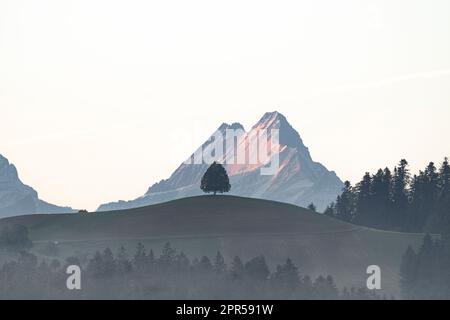 Herbstnebel über einem einsamen Baum auf dem Hügel und dem Schreckhorn-Gipfel, Sumiswald, Emmental, Kanton Bern, Schweiz Stockfoto