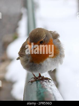 Nahaufnahmen von einem sehr süßen Robin-Vogel bei sehr kühlem Wetter Stockfoto