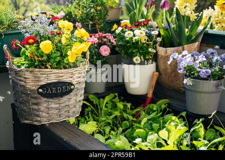 Blumen und Pflanzen auf dem Balkon aus der Nähe Stockfoto