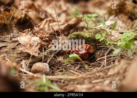 Die halluzinogenen Pilze wachsen in der Nähe des alten Stumpfwaldes und Pilze in einem schattigen Wald Stockfoto