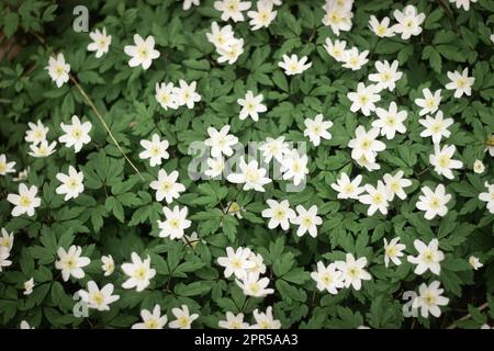 Rund gelbeerte Schneetropfen Hepatica nobilis obtusa mit einer weißen Blume, die auf dem Waldboden blüht Stockfoto