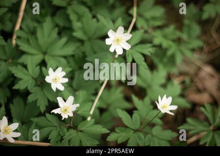 Rund gelbeerte Schneetropfen Hepatica nobilis obtusa mit einer weißen Blume, die auf dem Waldboden blüht Stockfoto