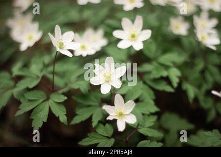 Rund gelbeerte Schneetropfen Hepatica nobilis obtusa mit einer weißen Blume, die auf dem Waldboden blüht Stockfoto