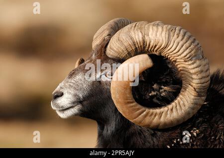 Soay Sheep (Ovis aries) RAM, Highland Wildlife Park, Speyside, Schottland, Februar 2008 Stockfoto