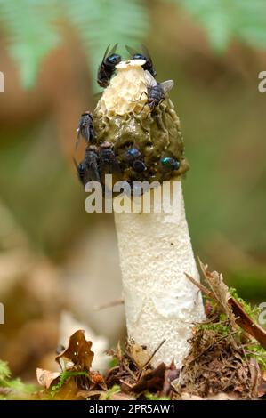 Stinkhornpilze (Phallus impudicus) aus dem Niedrigwinkel reifer Exemplare mit Fliegen, die von sporenhaltigem Gelee auf der Kappe in Mischwäldern angezogen werden. Stockfoto