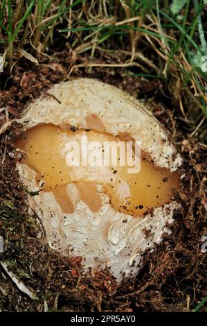 Stinkhornpilze (Phallus impudicus) unreife Pilze im Grasland Habitat, Northumberland, England, Juni 2008 Stockfoto